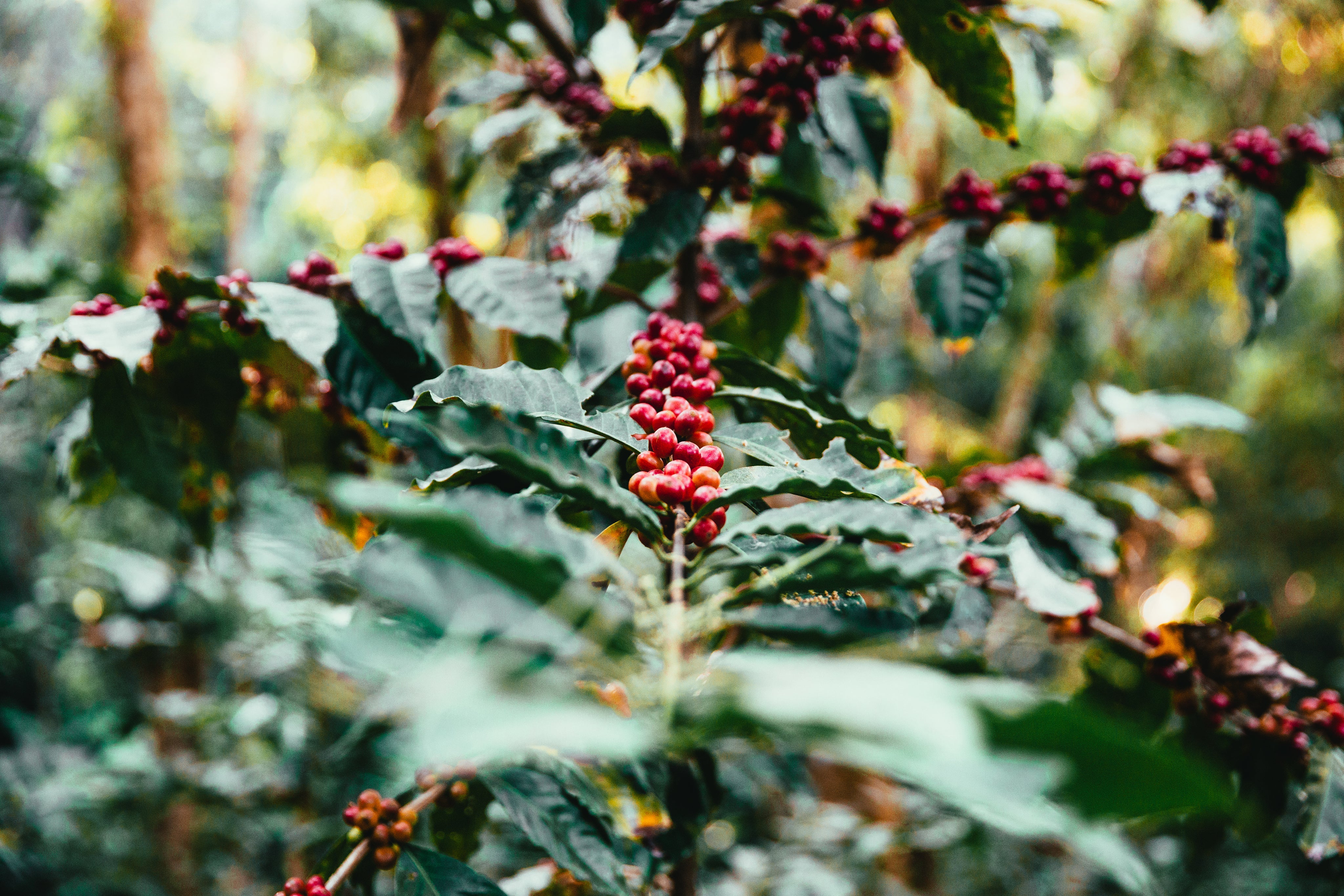 coffee-plant - REGEN